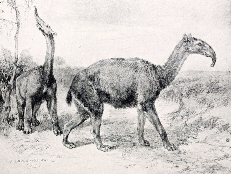 This could seriously be some Dr. Seuss character (image: Robert Bruce Horsfall/Wikimedia Commons)
